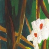 White Flowers