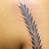 Wheat stalk