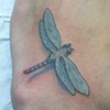 dragonfly: mosquito killer