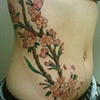 riblossoms