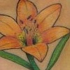 Lily