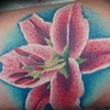 star gazer lily