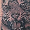 tiger