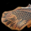 koi sholder