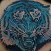 blue tiger