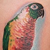 a pet parrot portrait