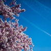 Cherry Blossom & Sky ~ Washington, D.C.