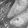 Hangen with the Fishes