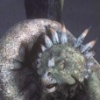 THE ANIMAL MAN II. View