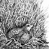 Quail Drawing, 2009
TAMUK
