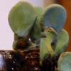 Cactus Planter II