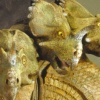 Sentinal Series I