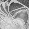 Web of Life  