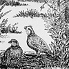 Quail drawing II