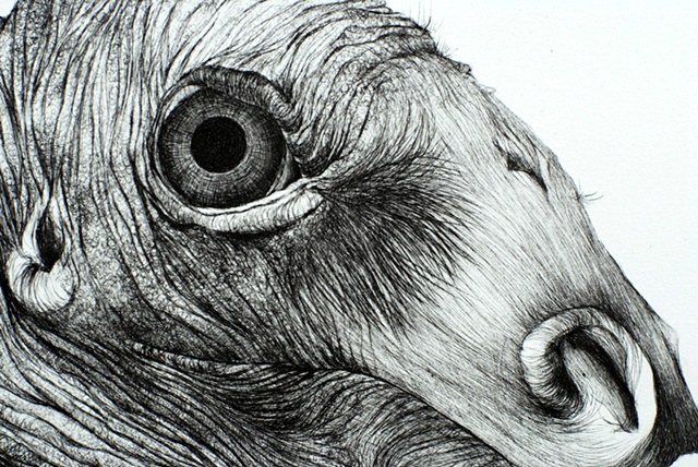 detail of Vulture
