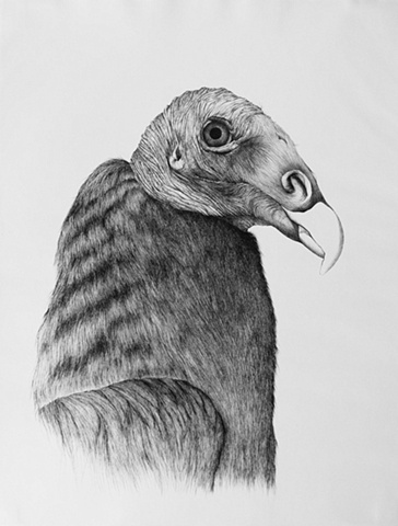 Vulture