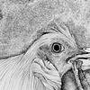 Mama Cock