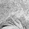 detail of Mama Cock