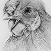 Daddy Hen