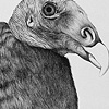Vulture