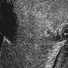 detail of Jaako