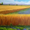 Harvest Time