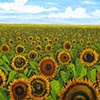 Summer Day