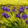 Spring Flowers Giverney
