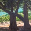 Napa Vineyard Summer Day