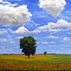 Parade of the Poppies