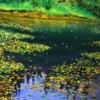 Lily Pads on Pond