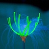Detail, green flower