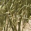 Marsh grass, detail