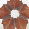 STAR FLOWER