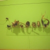 NATURALIA SHELF