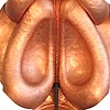 Epidermal Plane V    Reverse