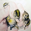 Banded