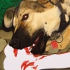 Give a Dog a Bone