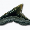 Tooth 3