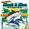 Black & Blue Striped Shootout  Maui, Hawaii