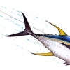 MSSA Tuna