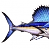 Sailfish