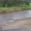 Costa Rican Crocs