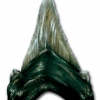 Great White Tooth