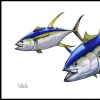 Yellowfin