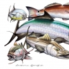 Southern Sportfish