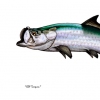 SSF Tarpon