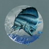 Mahi Splash