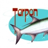 tarpon 2