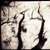 dancing trees